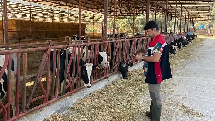 TİRE'DE ŞAP HASTALIĞINA KARŞI AŞILAMA ÇALIŞMALARI
