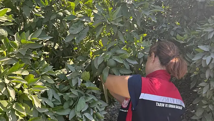 TİRE İLÇE TARIM VE ORMAN MÜDÜRLÜĞÜNDEN YOĞUN DENETİM VE KONTROLLER