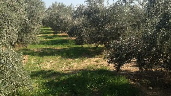 Tire'de bir kişi zeytin bahçesinde ölü bulundu