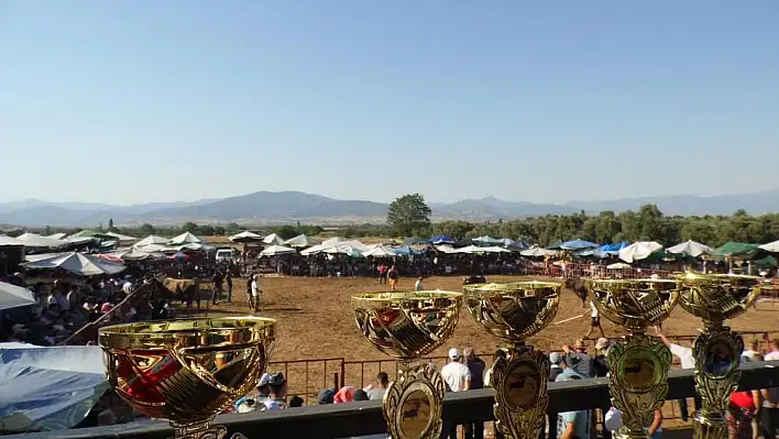 Tire'de Boğa Güreşi Festivali Coşkuyla Kutlandı