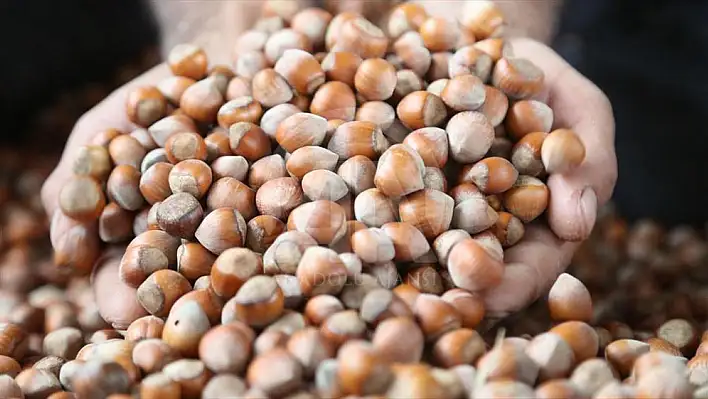 TMO Giresun’da fındık alımı yapmaya başladı