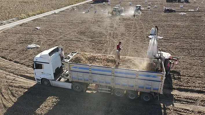 Tomarza'da Patates Hasadı Başladı