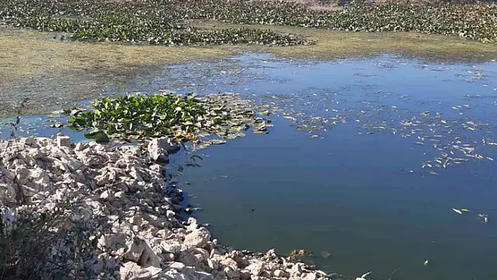 Toplu balık ölümü
