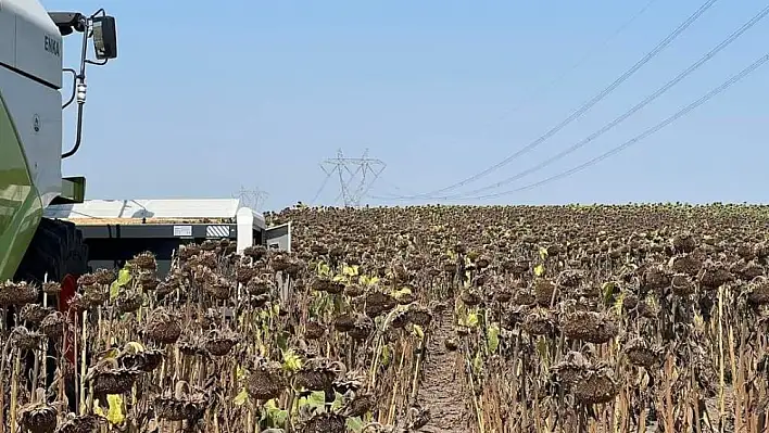 Trakya'da etkili olan aşırı sıcaklar geç ekilen ayçiçeğini olumsuz etkiliyor