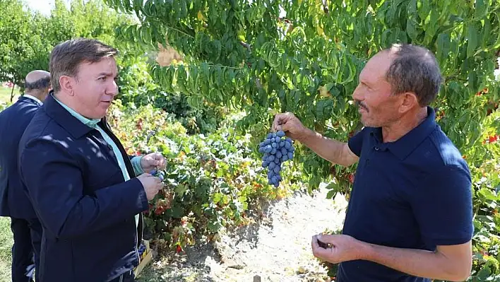 Vali Aydoğdu, üzüm hasadına katıldı