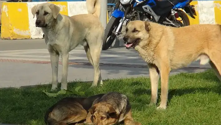 Valilikten sokak köpeklerin toplanması talimatı