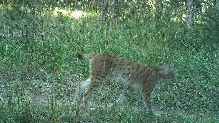 Vaşaktan bozayıya çok sayıda yaban hayvanı uydu vericisiyle takip ediliyor
