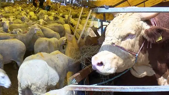 Vatandaş alamadı, kurbanlıklar satıcıların elinde kaldı