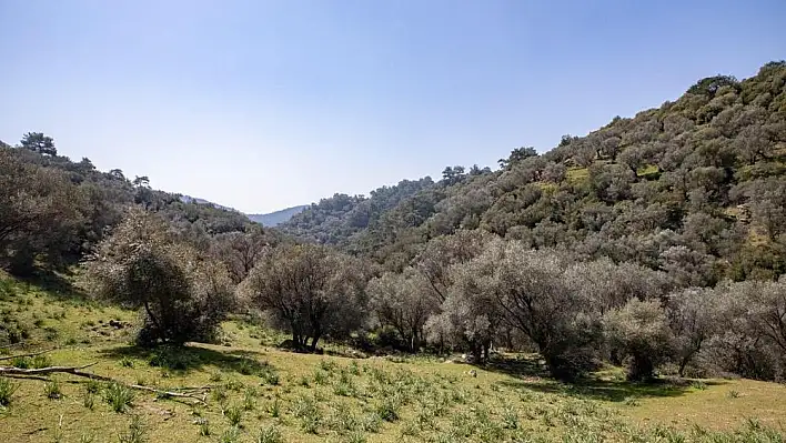 Yamanlar Dağı’ndaki yaban hayatı koruma altında!