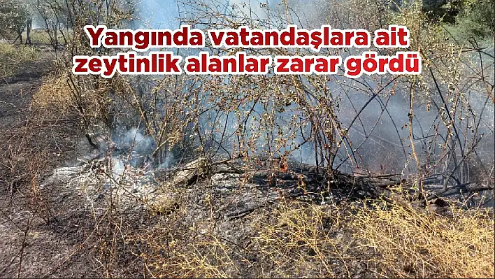 Yangında vatandaşlara ait zeytinlik alanlar zarar gördü