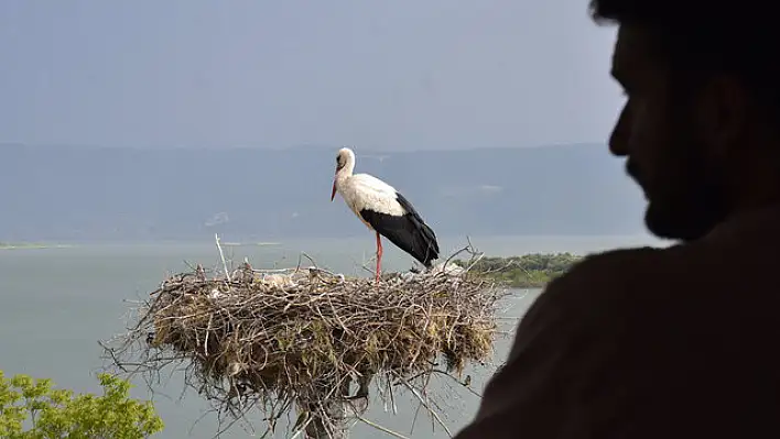 Yaren Leylek Göl Manzaralı Yeni Yuvasında Yavrularıyla Görüntülendi