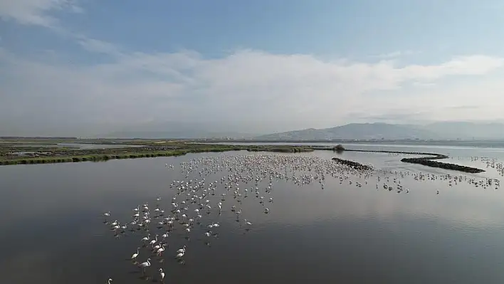 ‘Yaşayan körfez’ körfeze iyi geldi