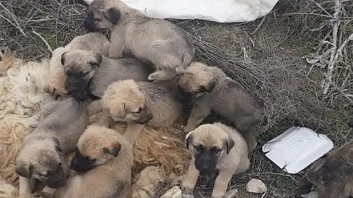 Yavru köpekler çuvalın içinde ölüme bırakıldı