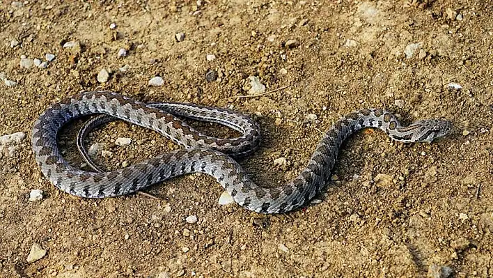 Yılanların yerleşim alanları depremden dolayı bozuldu