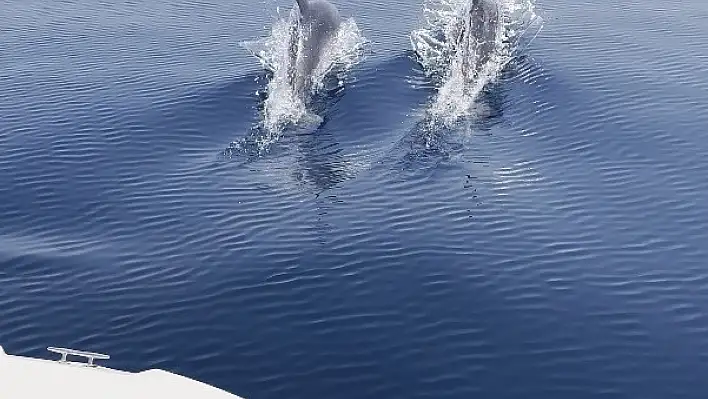 Yunusların balıkçı teknesi ile yarışı