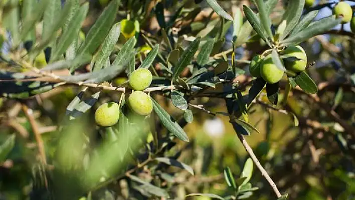 Zeytin ağacı bakımı nasıl yapılır?