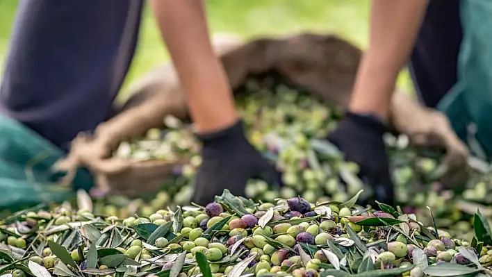 “Zeytin üretiminde dünya birinciliği hedefliyoruz