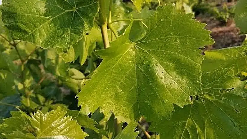 Asma Yaprağı 200 TL'den Pazar'da