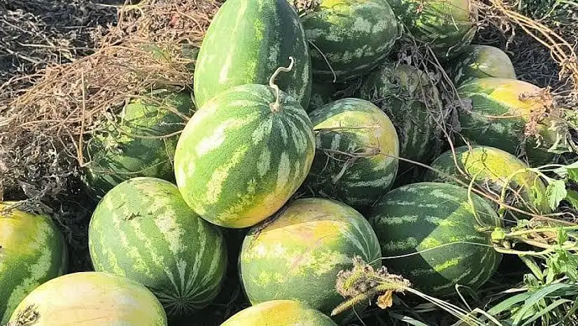 Karpuz Tarlada Kaldı: Çiftçi Emeklerinin Karşılığını Alamıyor
