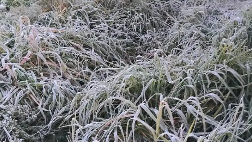 Ödemiş'e Kırağı Düştü, Sabahın İlk Işıklarıyla Otlar Bembeyaz Gelinliğini Giydi