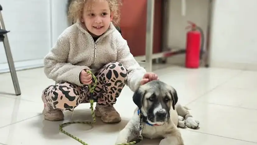 ÖDEMİŞ'TE EVCİL HAYVANLAR İÇİN MİKROÇİP VE KUDUZ AŞISI UYGULAMASI SÜRÜYOR