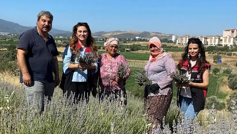 Tire'de Lavanta Hasadı Başladı: TOKİ Mahallesi'nde Organik Üretim Dikkat Çekiyor