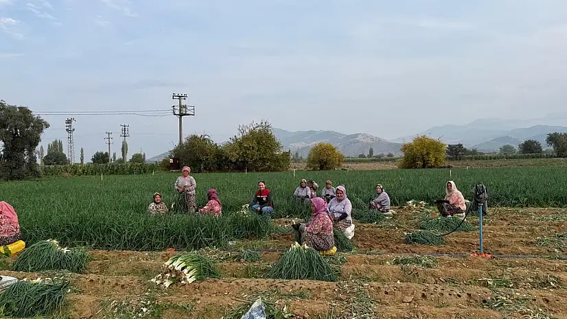 Tire'de Üreticilere Sebze Hastalıkları ve Zararlılar Hakkında Bilgilendirme