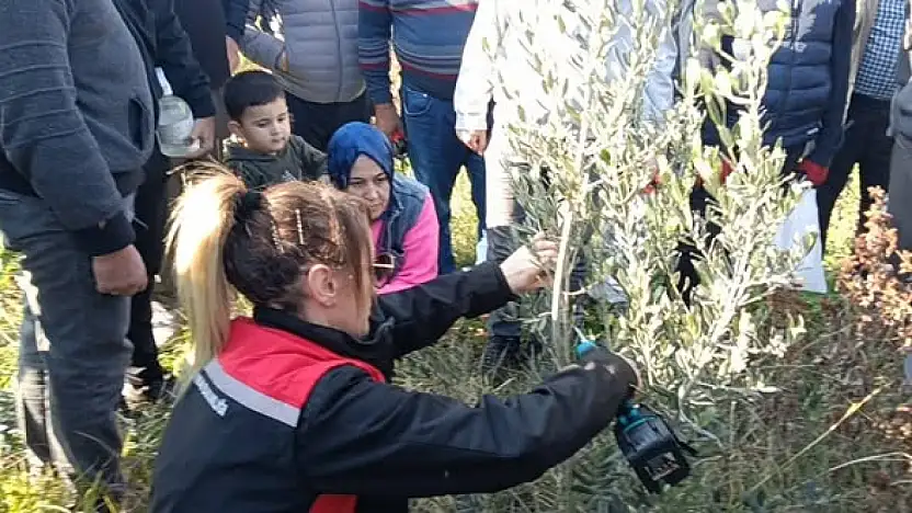 KİRAZ'DA ZEYTİN YETİŞTİRİCİLİĞİ KURSU DÜZENLENDİ