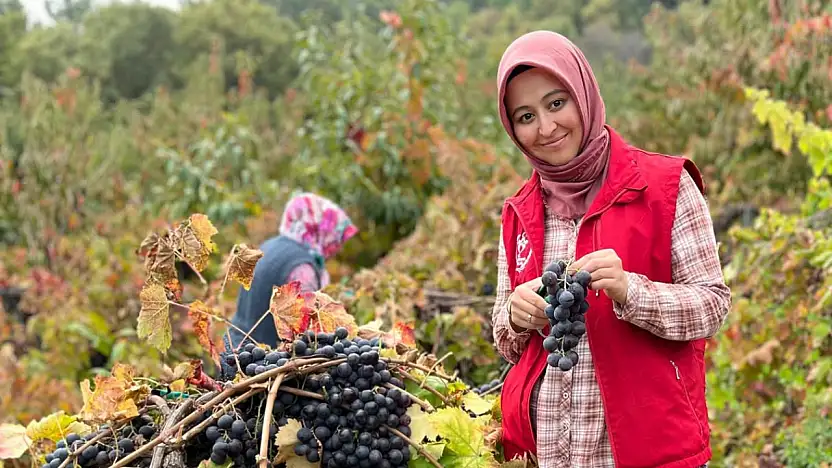 Kızıloba Köy Ofisi Üzüm Hasadında