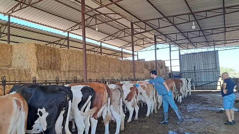 Küçük Menderes Havzası'nda Şap Hastalığı Vakaları Artıyor