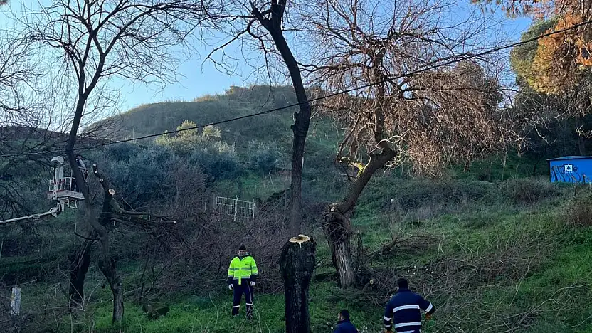 Tire'de ağaç budama çalışmaları yapıldı