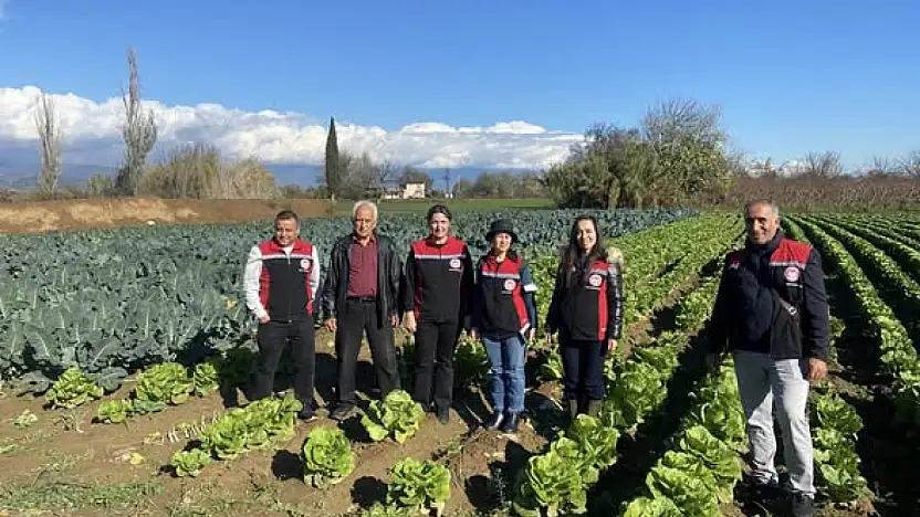 Tire'de kışlık sebze üretimi sahada incelendi