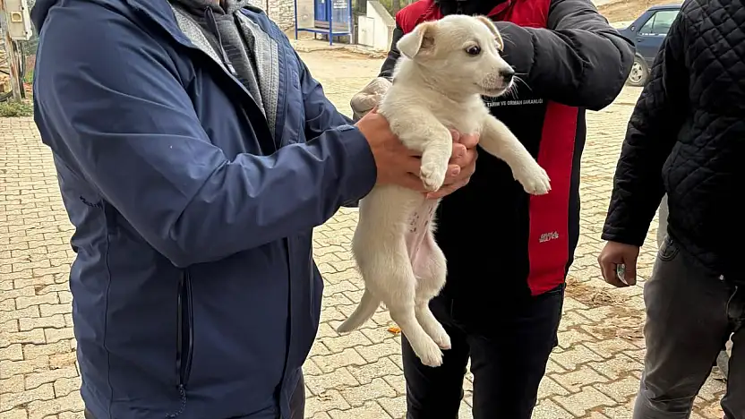 Tire'de Mikroçip ve Kuduz Aşısı Sahada Hızlandı