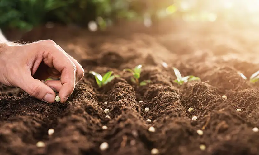 2026 SERTİFİKALI TOHUM DESTEĞİ BAŞVURULARI BAŞLADI