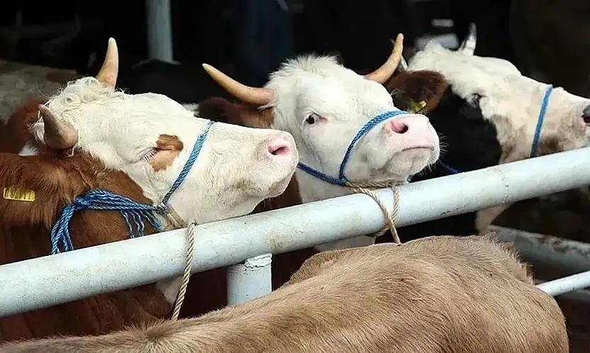 BESİCİLER DİKKAT: 2026 YILI HAYVAN İTHALATI BAŞVURULARI BAŞLIYOR