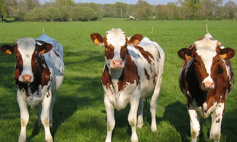 Damızlık birliğinden yağış mağduru üreticilere destek