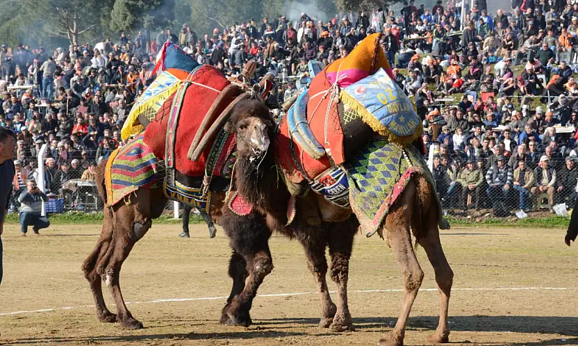 Ege'de Deve Güreşi Heyecanı Başlıyor: Tire Arenası 25 Ocak'ta Yörük Kültürüne Sahne Olacak