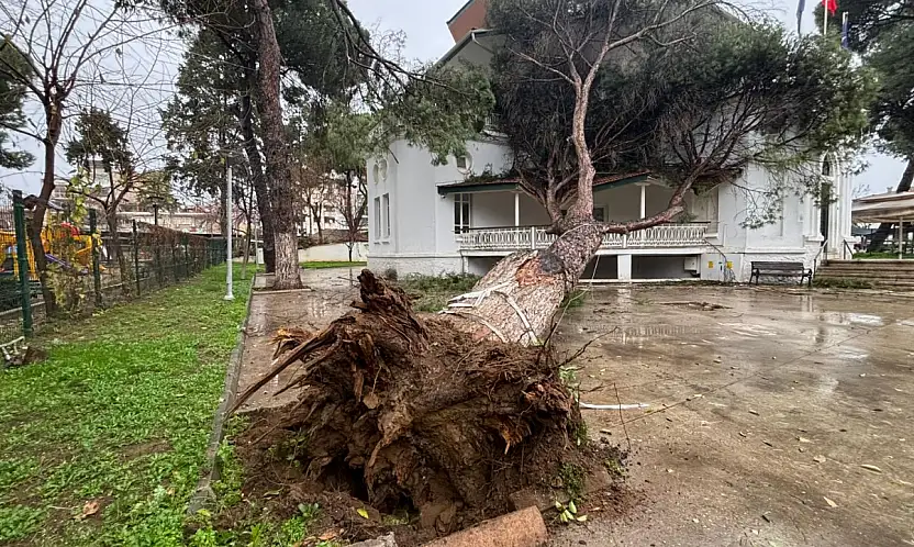 İZMİR BÜYÜKŞEHİR'İN ÖDEMİŞ'TEKİ HİZMET BİNASINA ASIRLIK AĞAÇ DEVRİLDİ