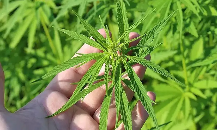 İZMİR DE DAHİL 21 İLDE KENEVİR ÜRETİMİNE RESMİ İZİN VERİLDİ