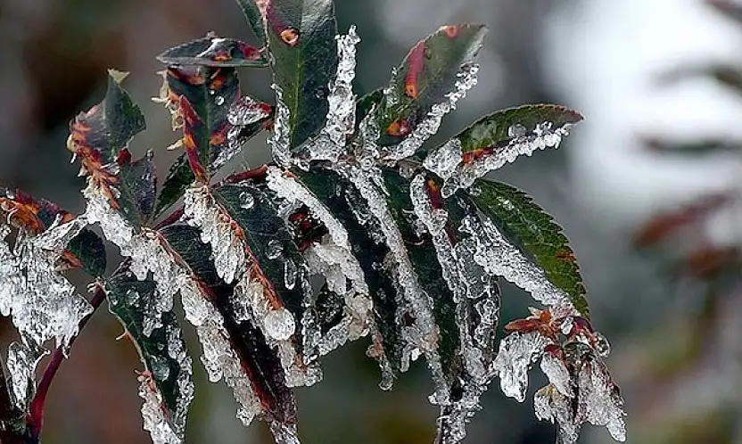 İzmir Genelinde Zirai Don Alarmı