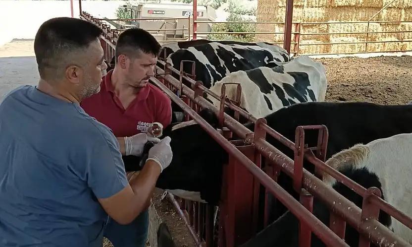 Kiraz'da Hayvan Sağlığı İçin Aşılama Çalışmaları Sürüyor