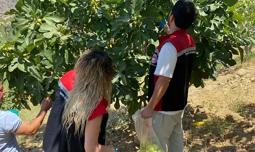 Kiraz'da İncirlerde Pestisit Kontrolü Yapıldı