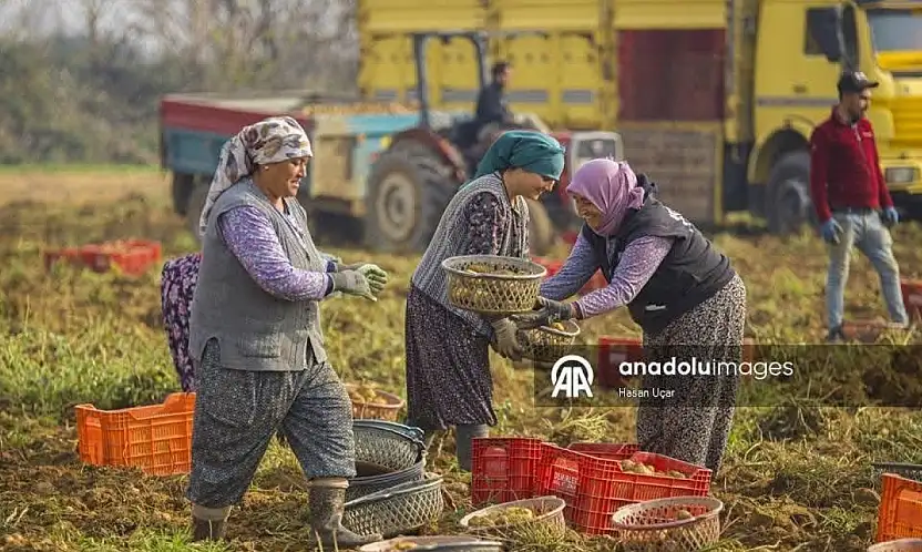 ÖDEMİŞ OVASI'NDA KIŞ PATATESİ HASADI BAŞLADI