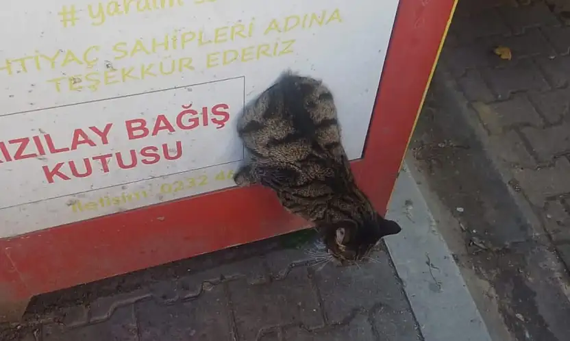 ÖDEMİŞ'TE KIZILAY BAĞIŞ KUTUSUNA SIKIŞAN KEDİ KURTARILDI