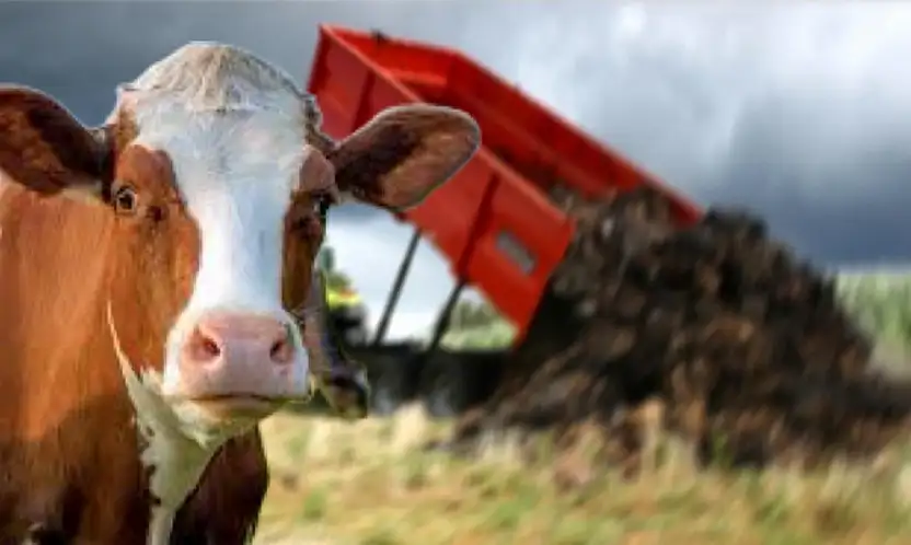 Ödemiş'te Şap Hastalığı Nedeniyle Hayvan Gübresi Sevkiyatı Yasaklandı
