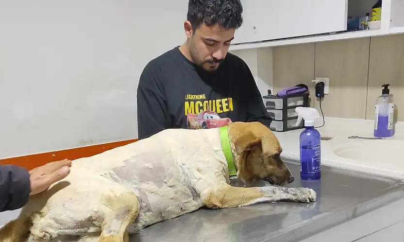 Ödemiş'te Sokak Köpeğine Silahlı Saldırı: Patibahçe Yöneticileri İsyan Etti