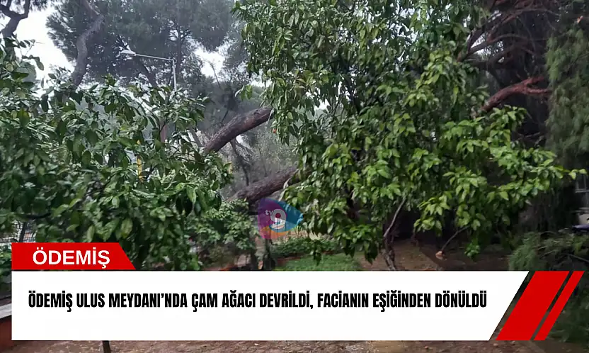 Ödemiş Ulus Meydanı'nda çam ağacı devrildi, facianın eşiğinden dönüldü