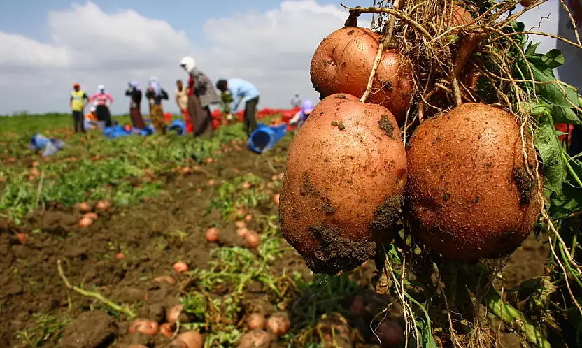 Patateste Fiyat Şoku: Üreticiyle Tüketici Arasındaki Fark Katlanıyor