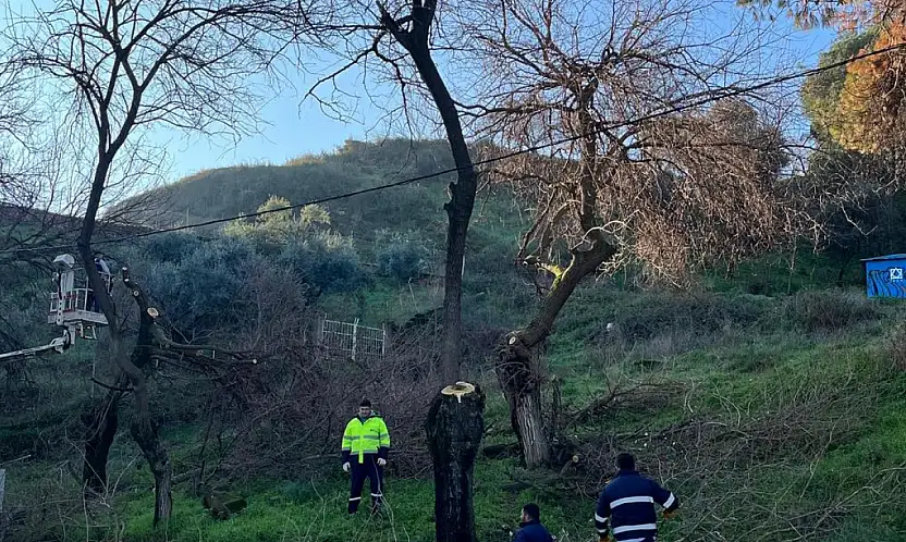 Tire'de ağaç budama çalışmaları yapıldı