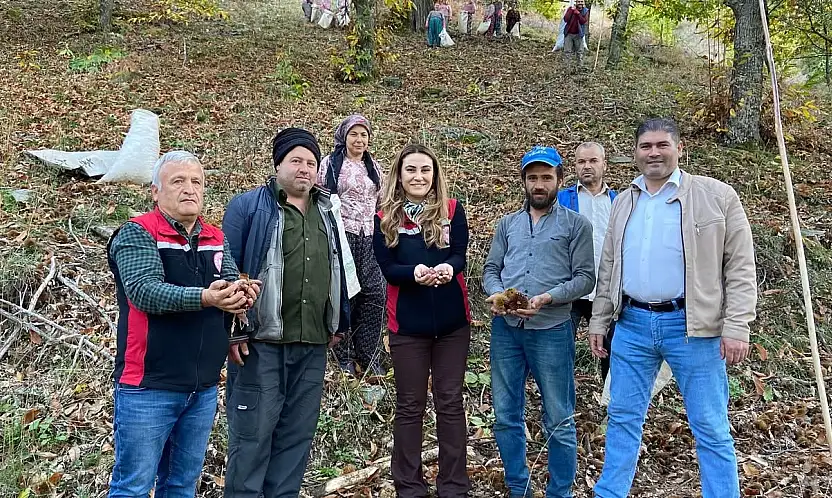 Tire'de Kestane Hasadı Sona Yaklaşıyor